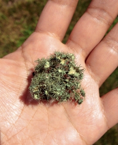 lichen in hand
